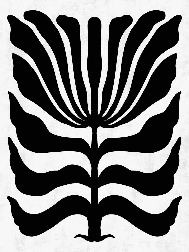 Zebra 4
