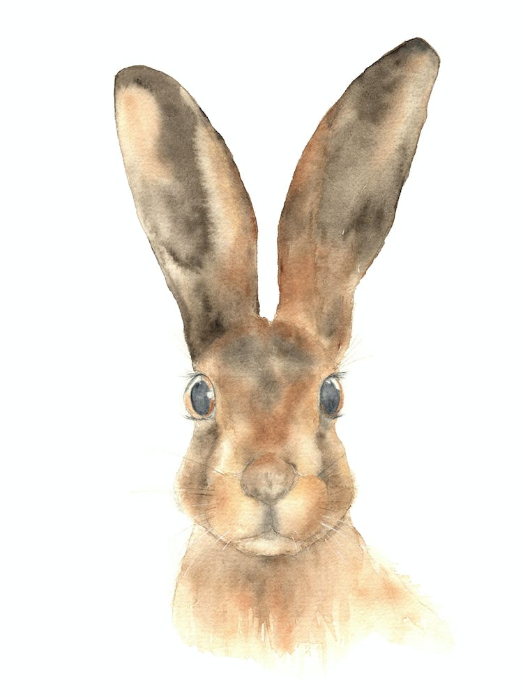 Hare