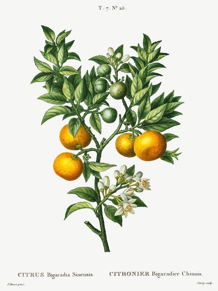 Bitter Sweet Oranges, Pierre Joseph Redoute