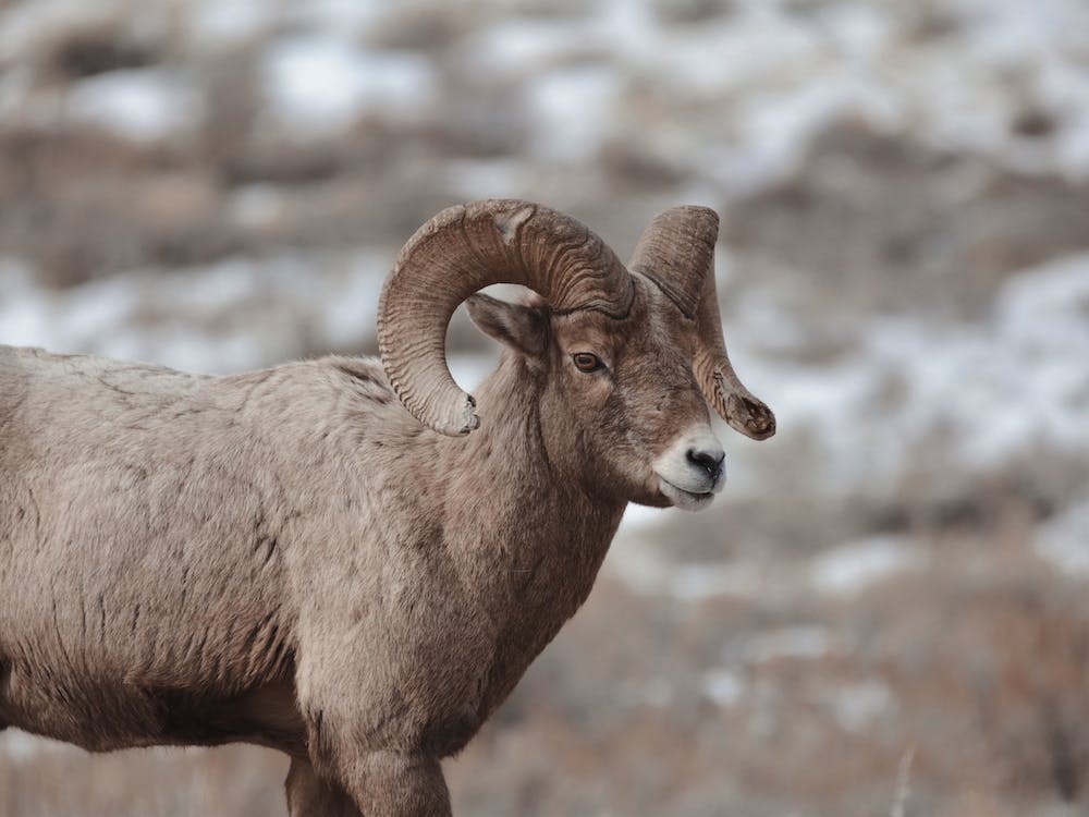 Sheep In Winter