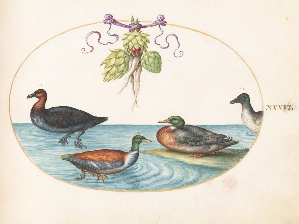 Animalia Volatilia et Amphibia (c. 1575-1580), Joris Hoefnagel (10)