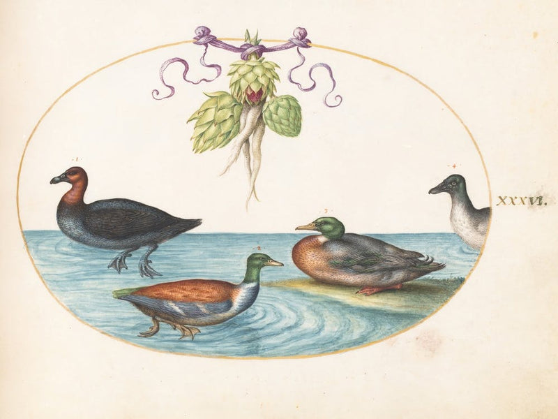 Animalia Volatilia et Amphibia (c. 1575-1580), Joris Hoefnagel (10)