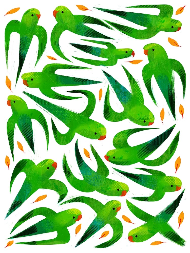 Parakeets