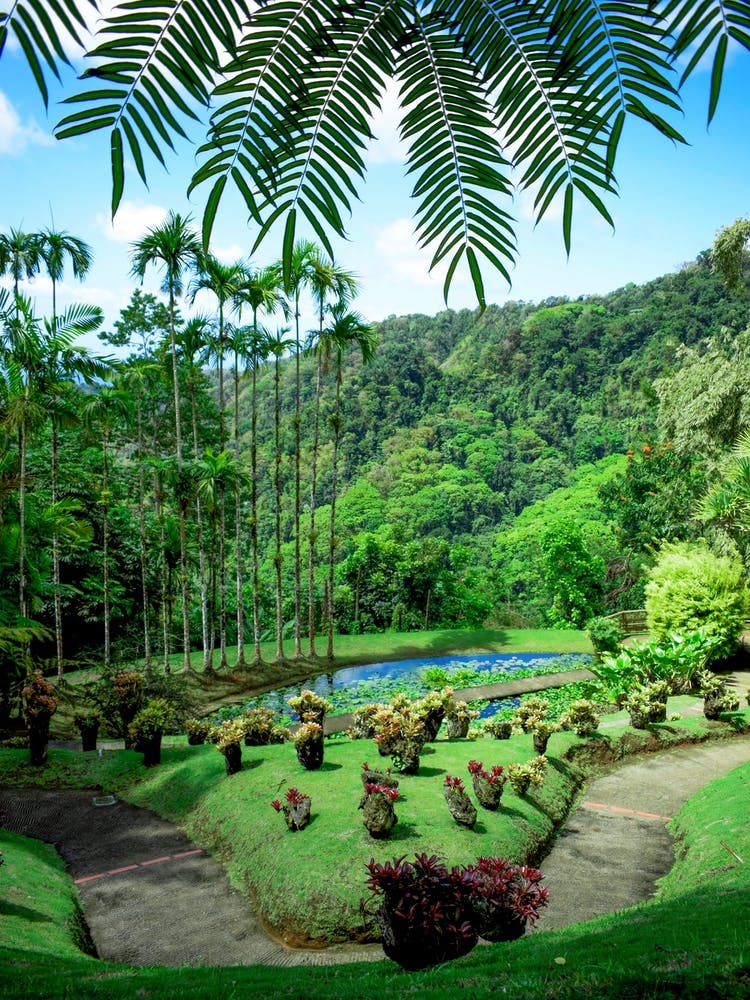 Martinique Park Wild