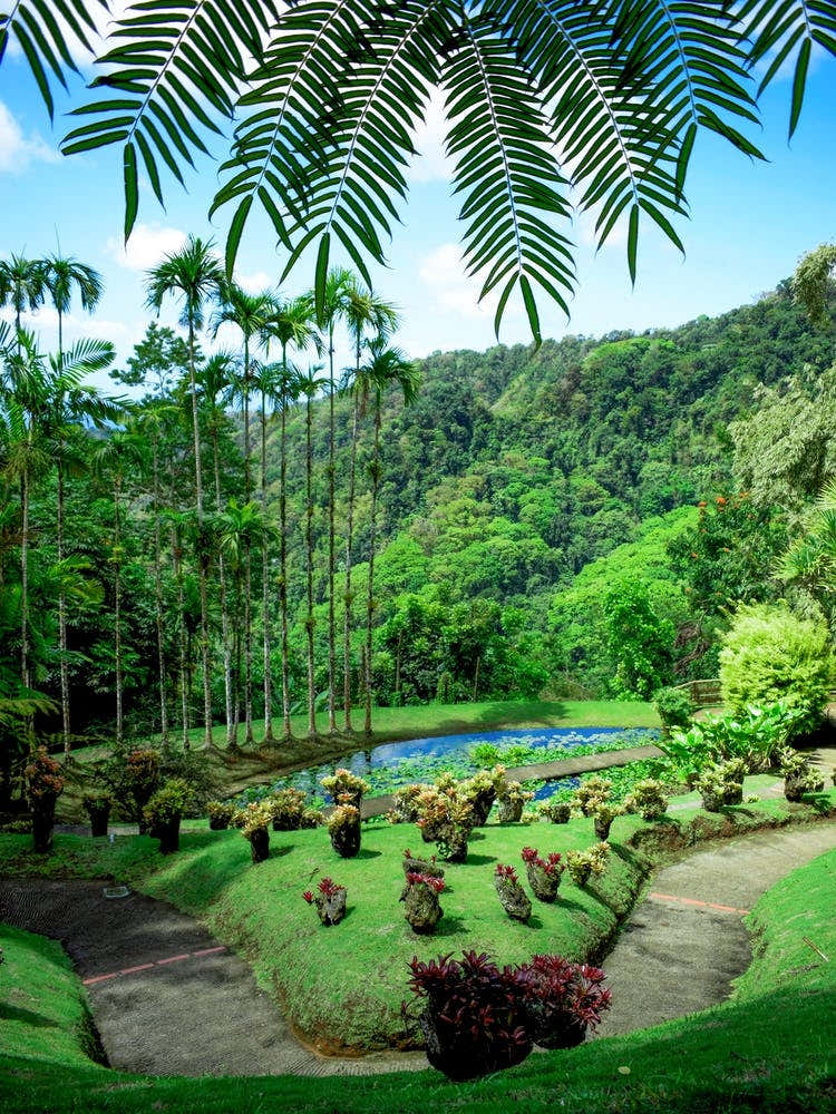 Martinique Park Wild