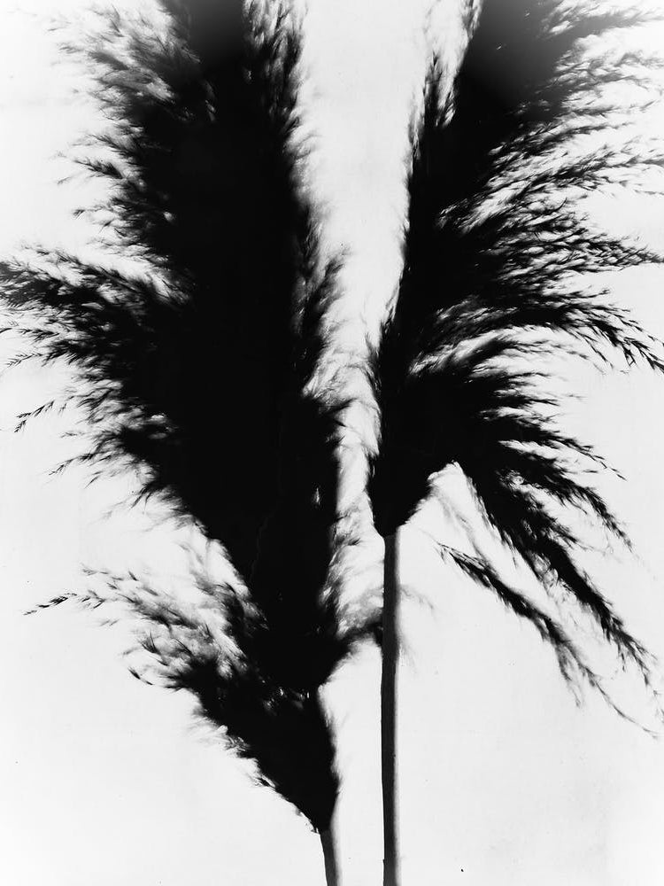 White black pampas grass