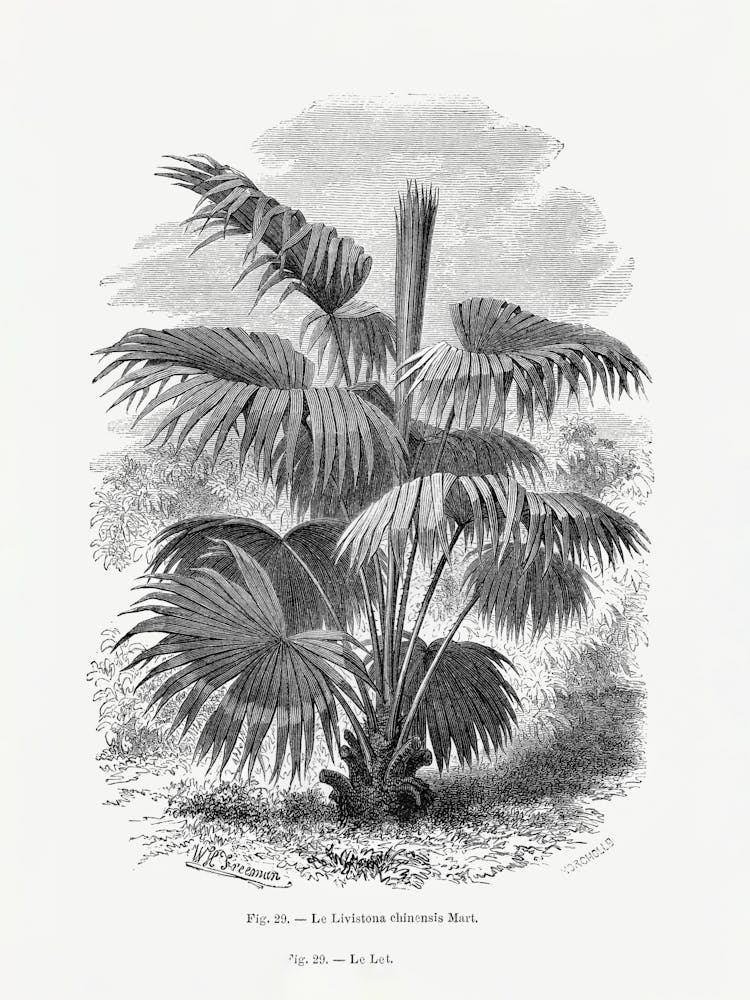Vintage Palm Tree _2643194