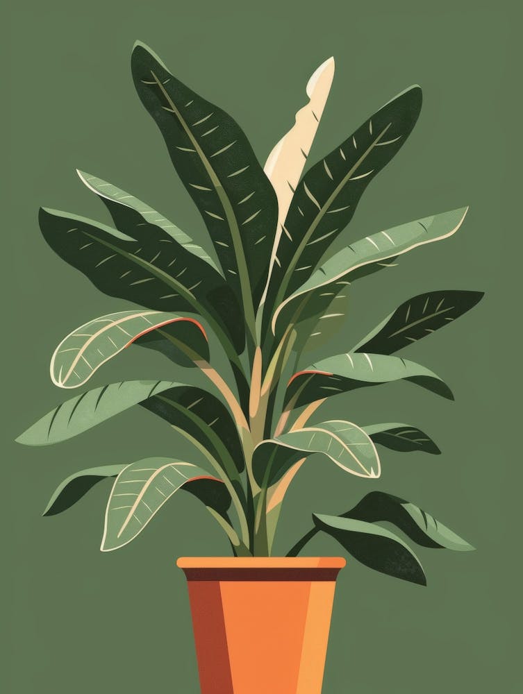 Banana Plant In A Pot 3