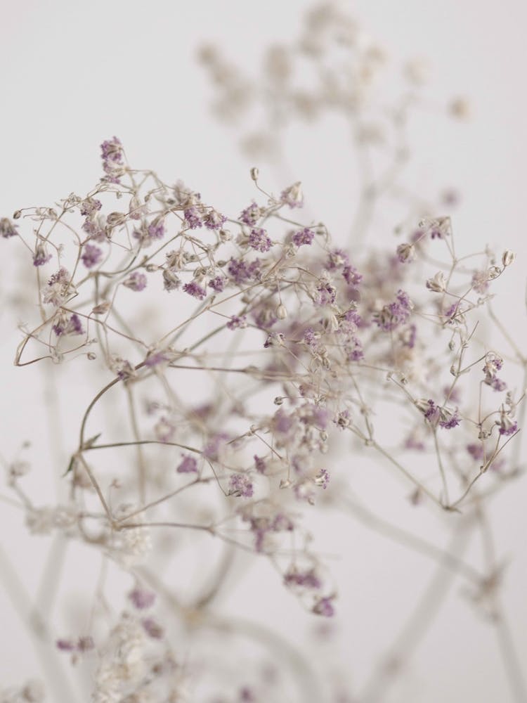 Blossoms In The Field