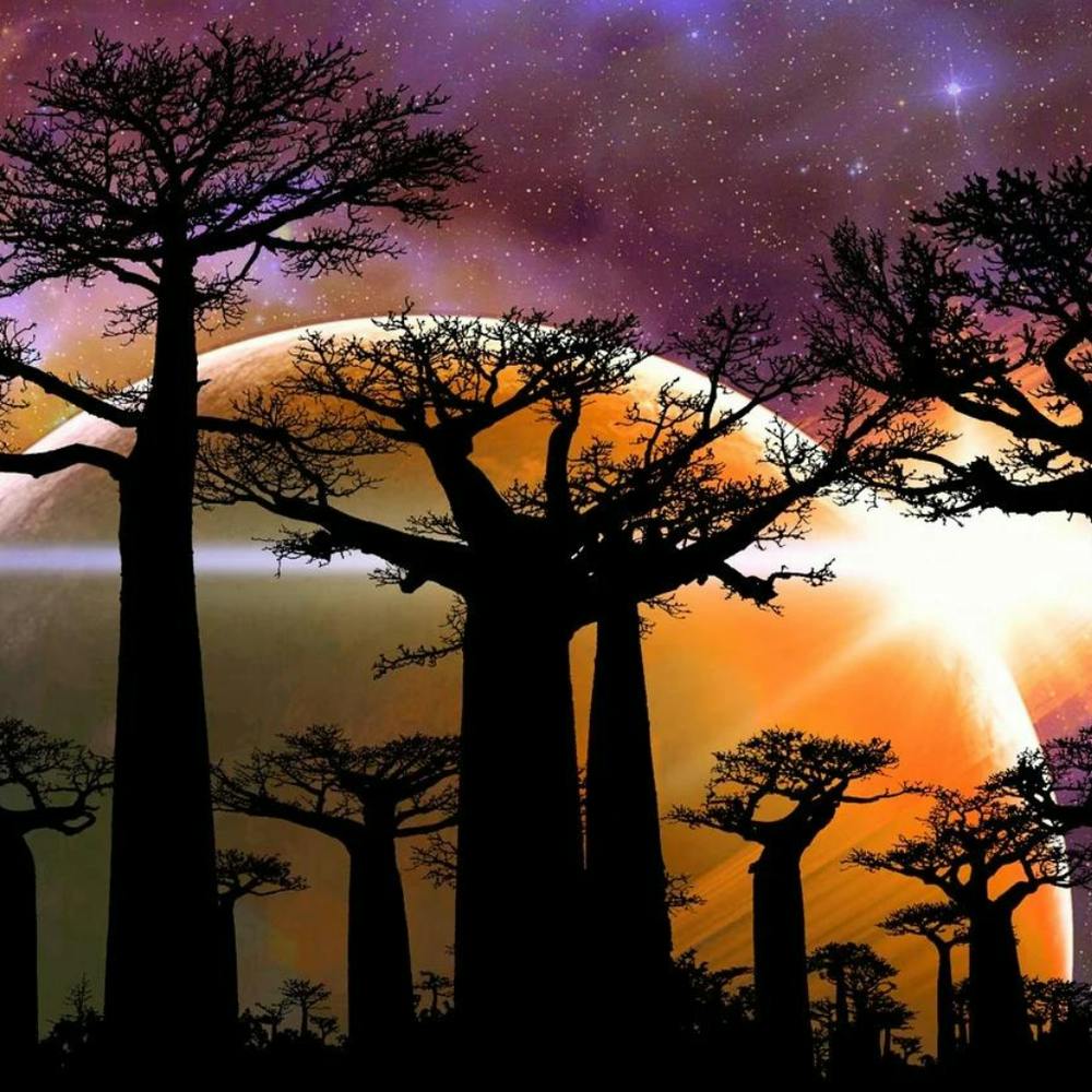 Baobab Trees