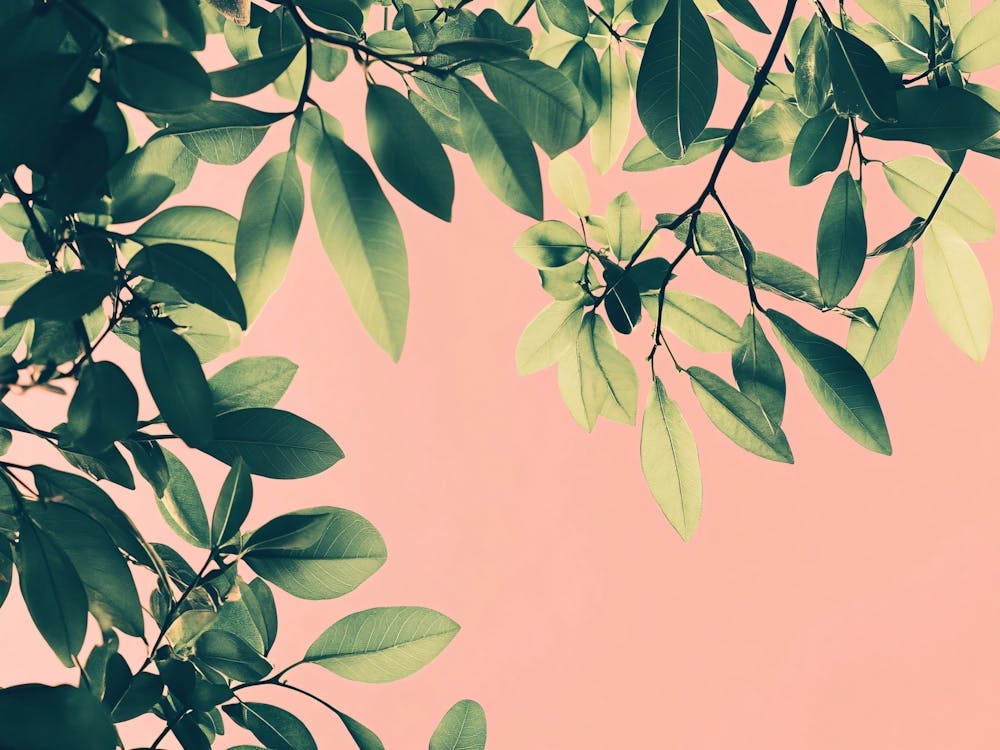 Pink Leaves On A Pink Background 1