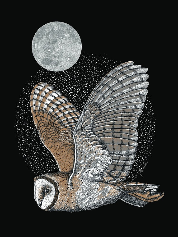 Barn Owl