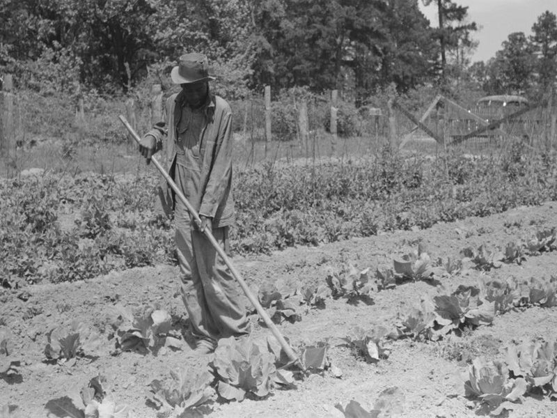 Fsa (Farm Security Administration) Client Hoeing Garden, Sabine Farms, Marshall, Texas By Russell Lee