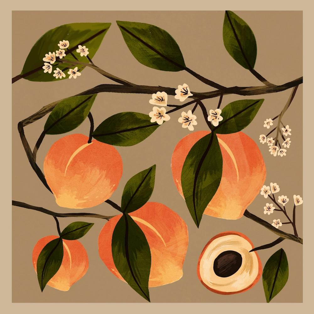 Peaches Botanical Art