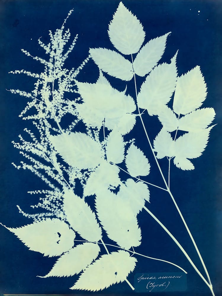 Lily Of The Valley 3