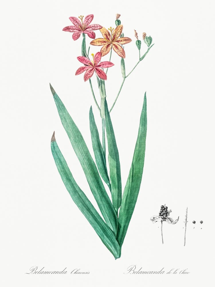 Blackberry Lily Illustration From Les Liliacées, Pierre Joseph Redouté