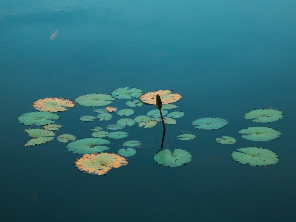 Lily Pond