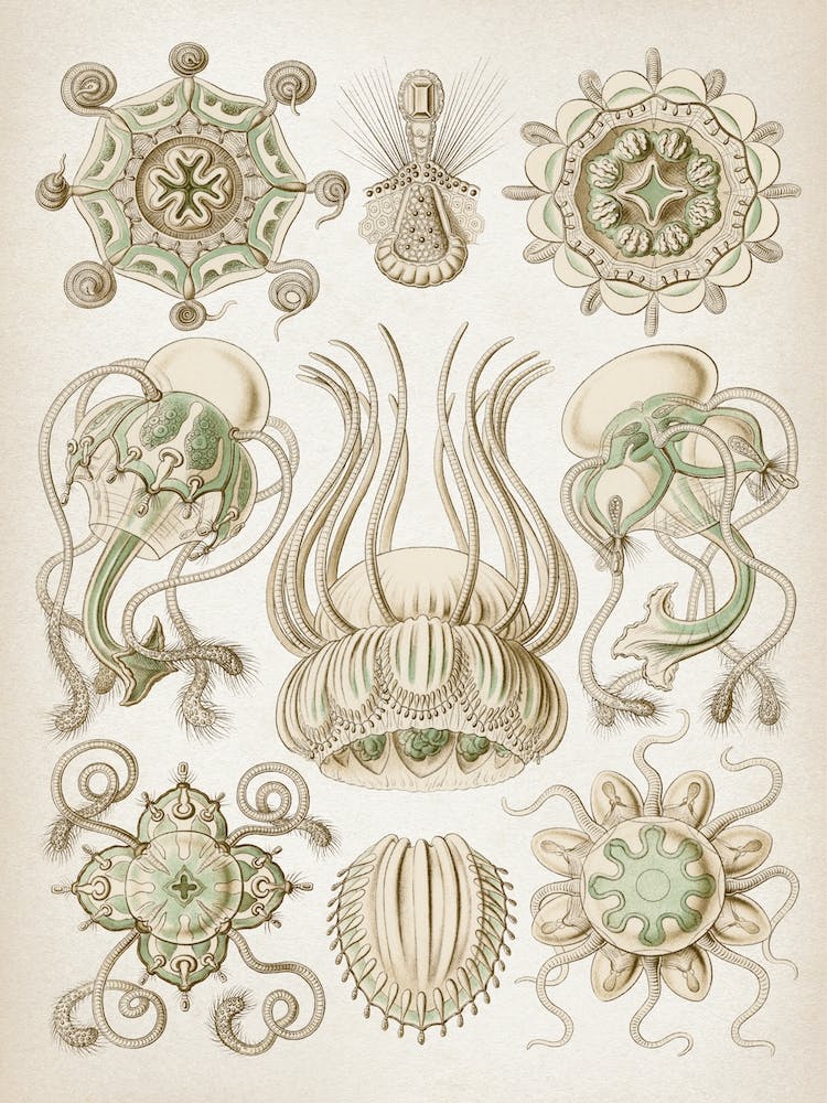 Historische Haeckel 3 Tafel 16 Spangenquallen