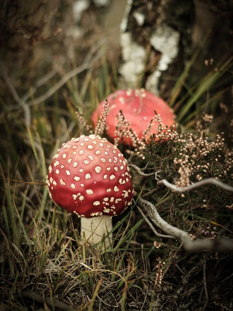 Red Mushrooms // Nature Photography 1