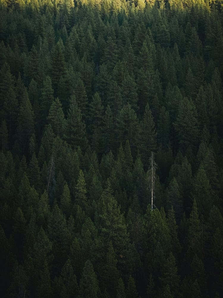 Green Forest Wall Art