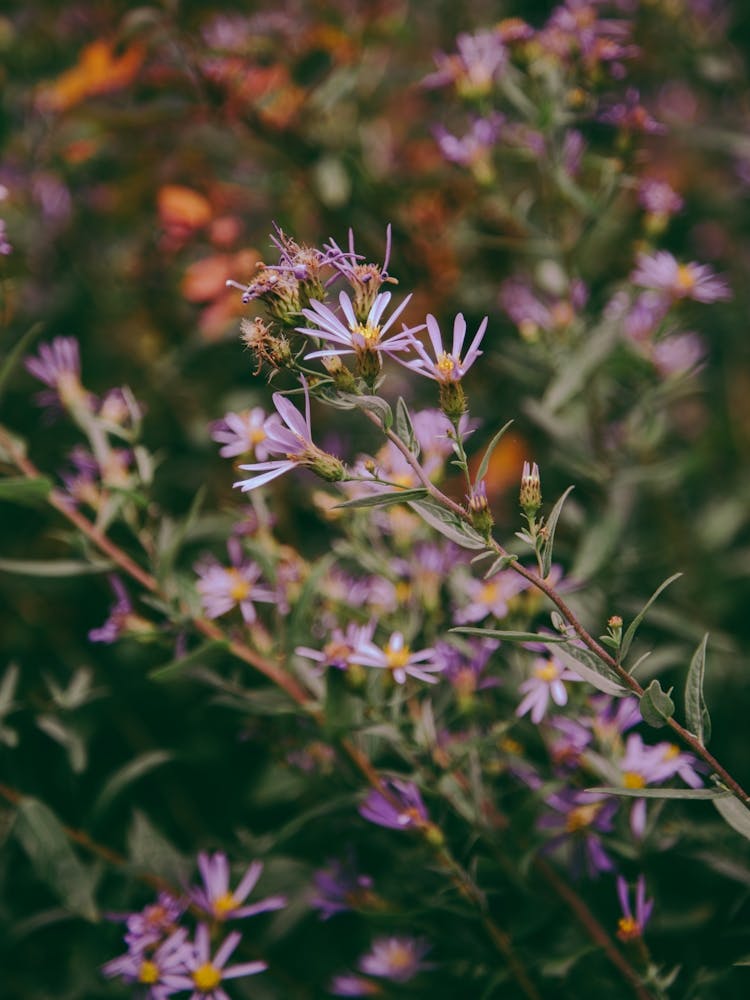 Eucephalus Ledophyllus