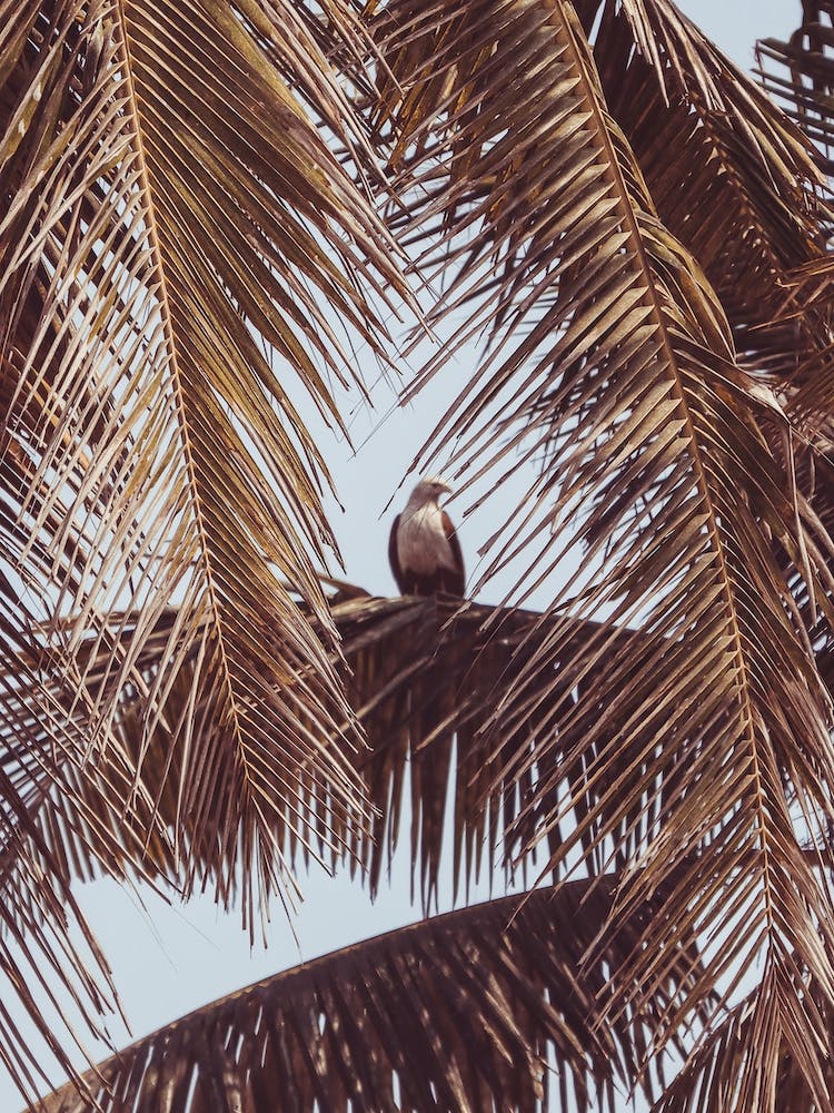 Eagle In Palm Tree