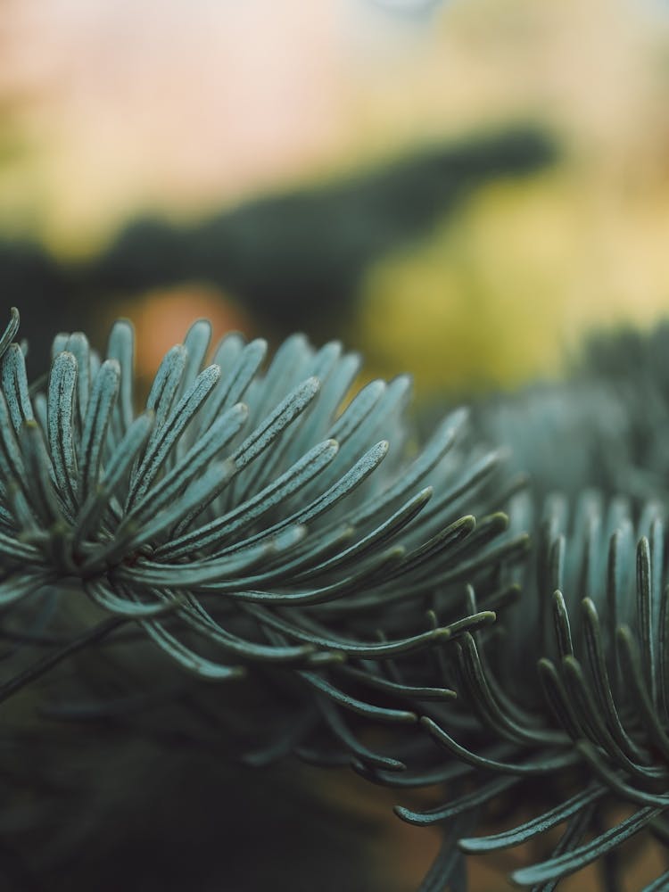 Close Up Of Pine Needles
