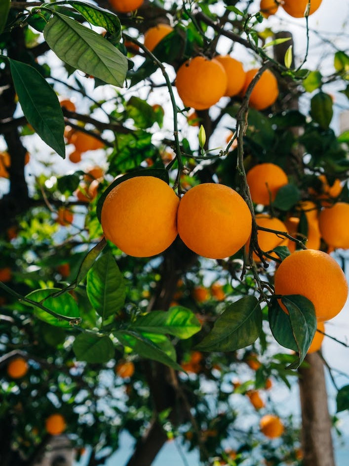 Amalfi Coast Oranges III