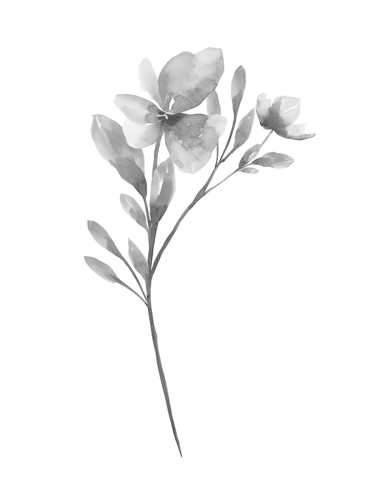 Black And White Flower 1