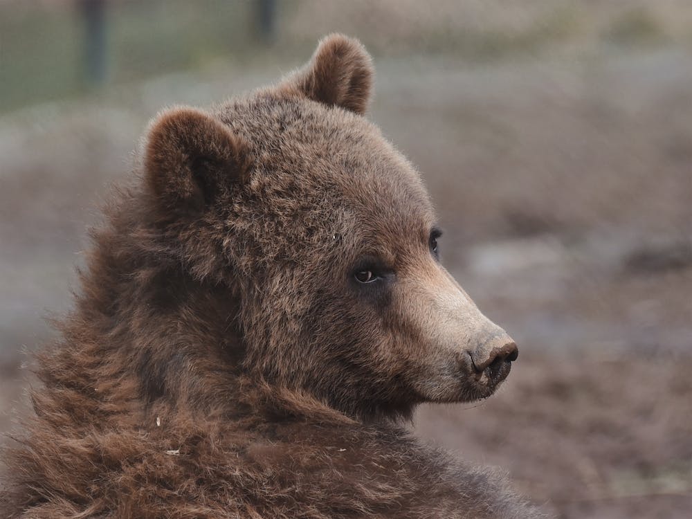 Muddy Nose Bear