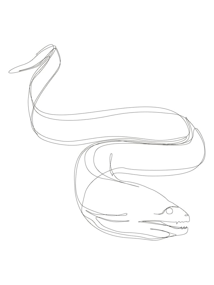 Moray Eel