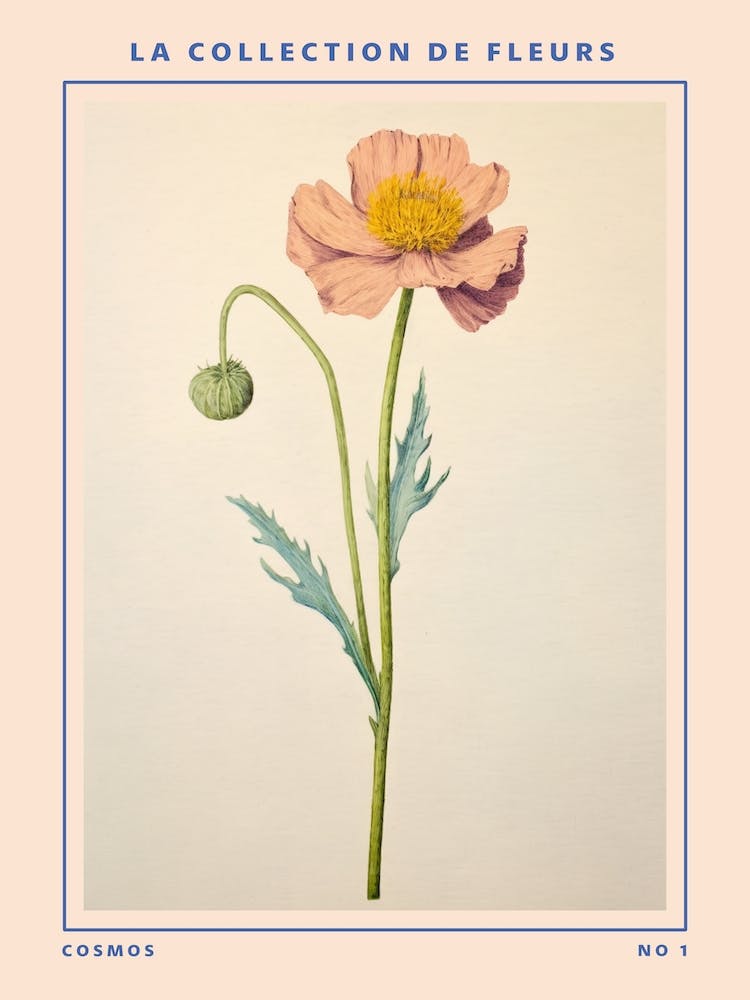 Cosmos French Flower Botanical Poster