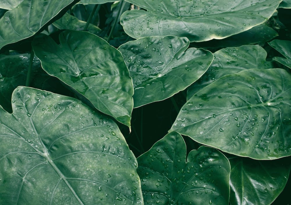 Leaves II