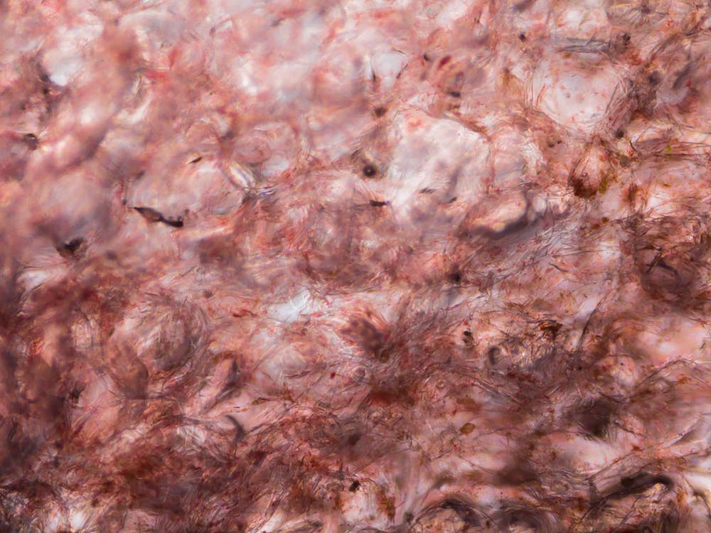 Tomato Under The Microscope 2