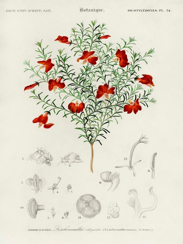 Red Leschenaultia (Lechenaultia Formosa), Charles Dessalines D' Orbigny