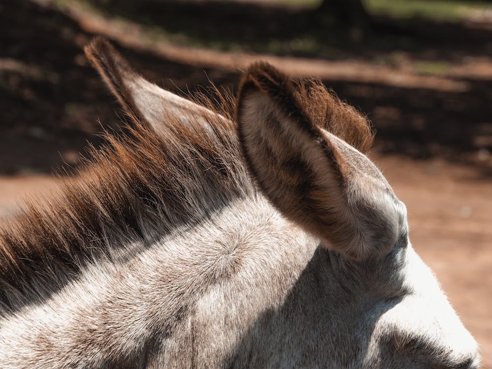 Donkey Ears