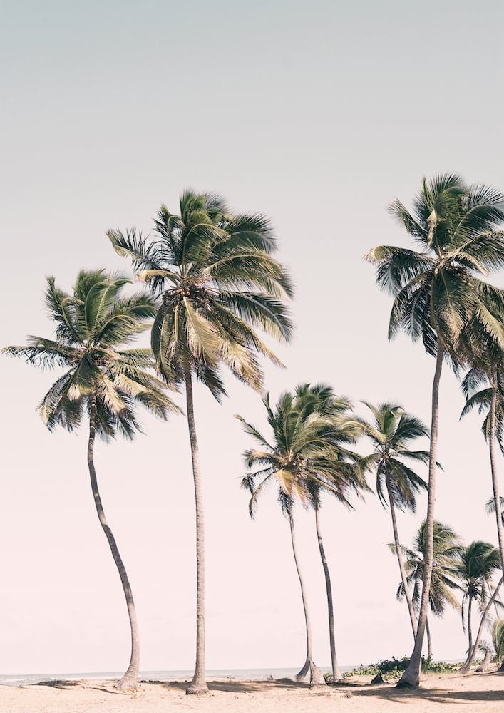 Island Dreams