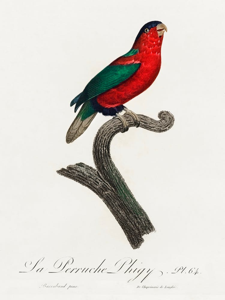 The Phigy Parrot, Psittacus Phigy From Natural History Of Parrots, Francois Levaillant