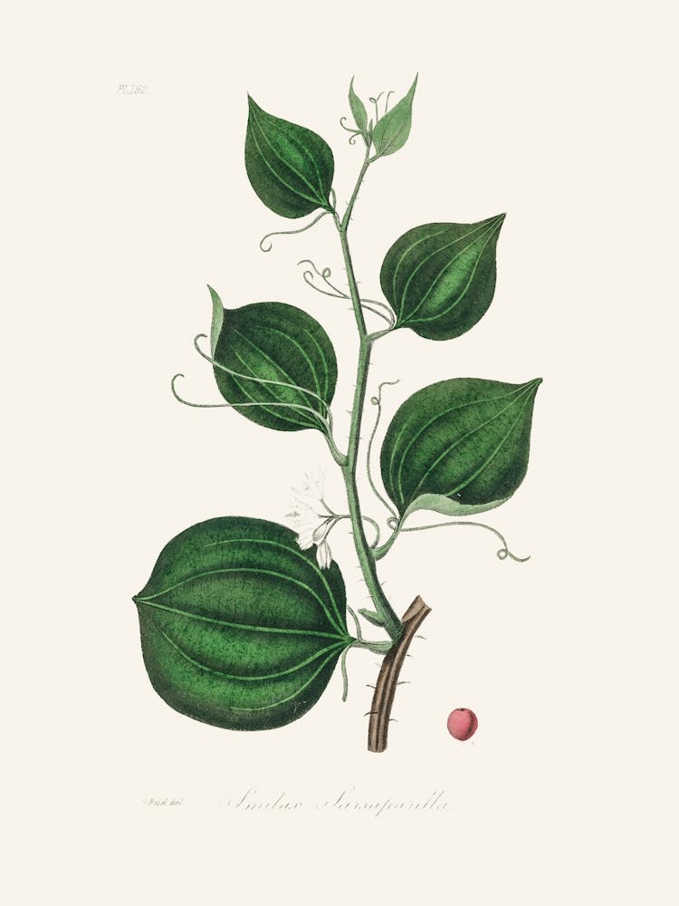 Vintage Botanical John Stephenson and James Morss Churchill_2731677