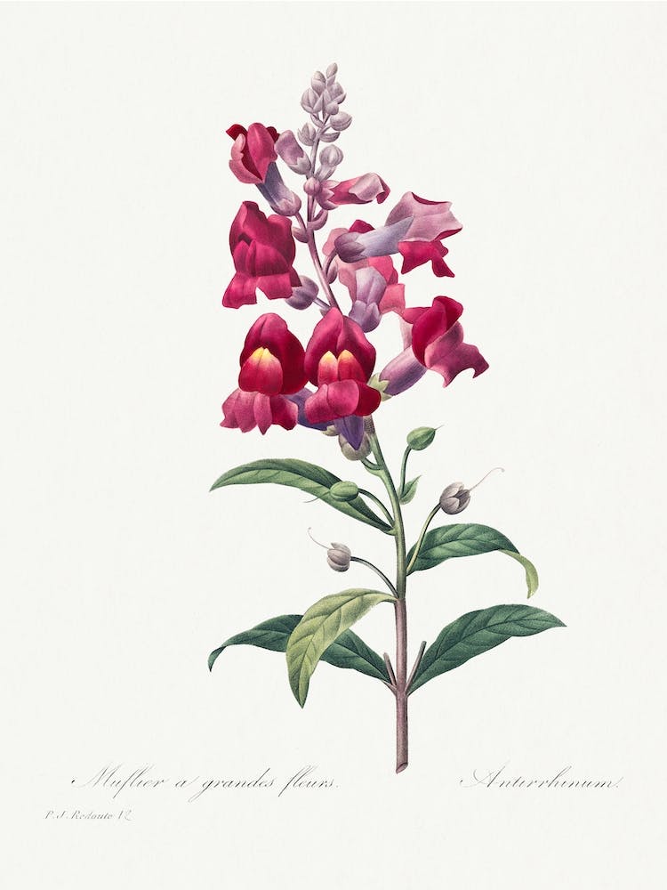 Anterinum From Choix Des Plus Belles Fleurs, Pierre Joseph Redouté