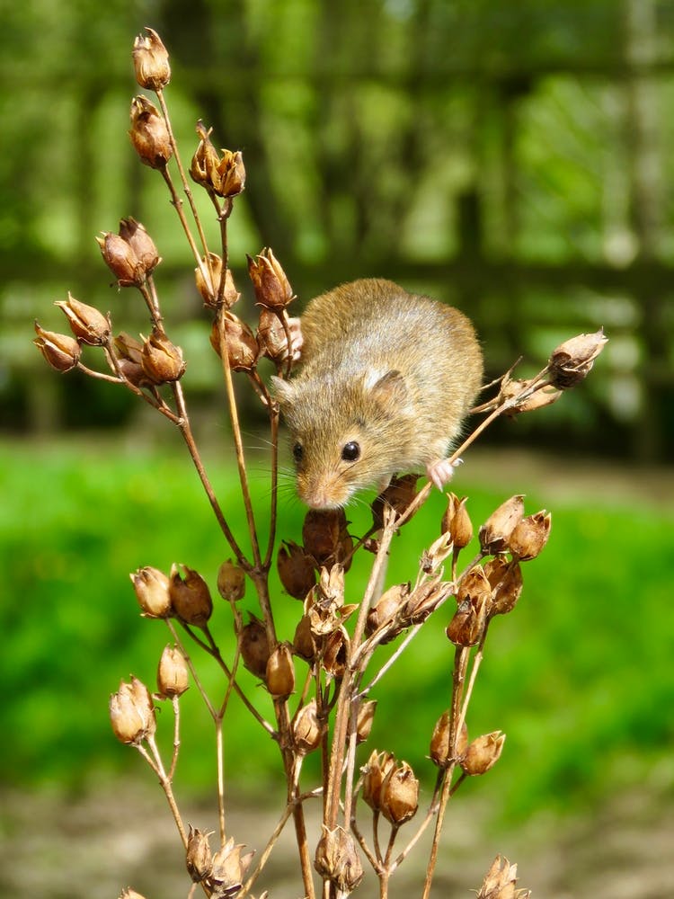 Field Mouse On A Plant Cute