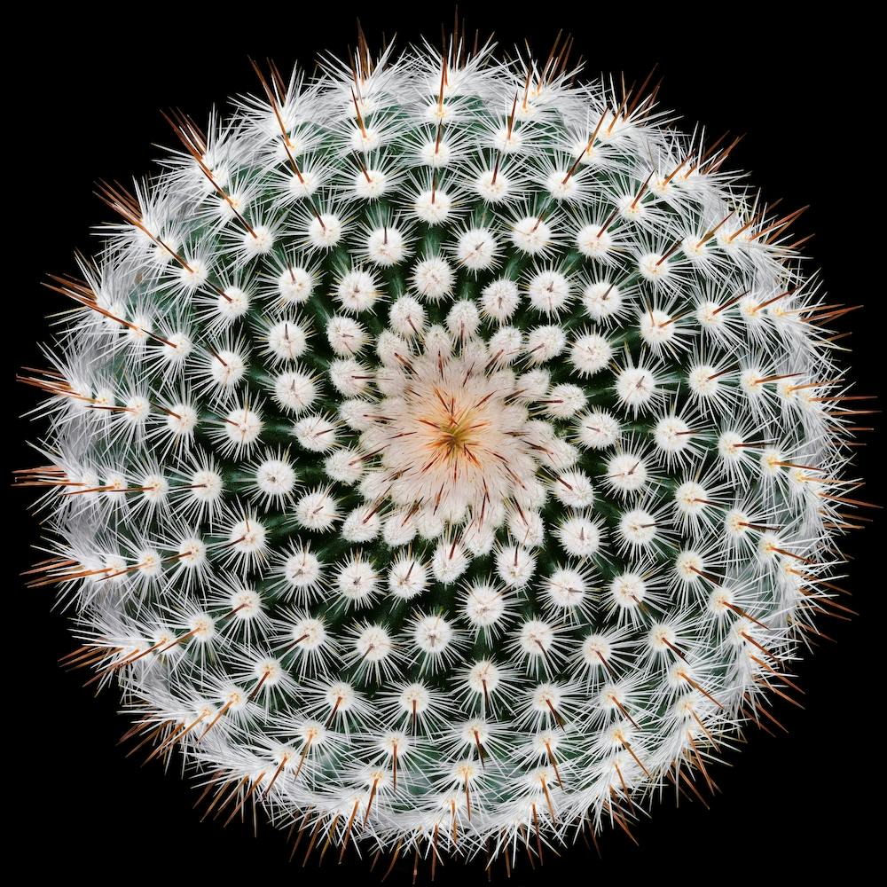 Notocactus Scopa