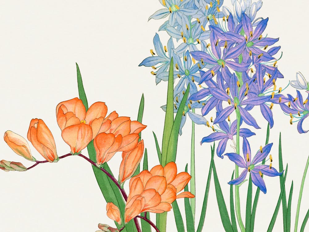 Hyacinths