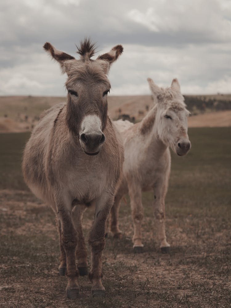 Two Donkeys