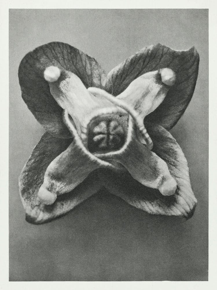 Muschi S Barrenwort (1928), Karl Blossfeldt
