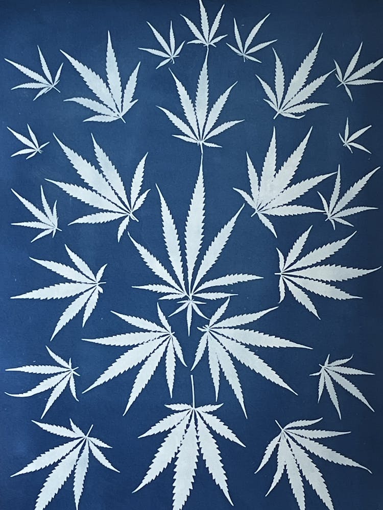 Feuilles de chanvre cyanotype bleu