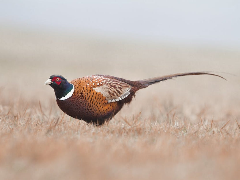 Pheasant On Foggy Morning