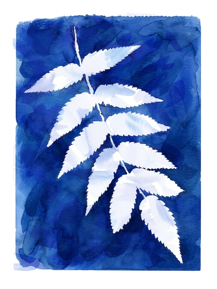 Cyanotype Botanical 4