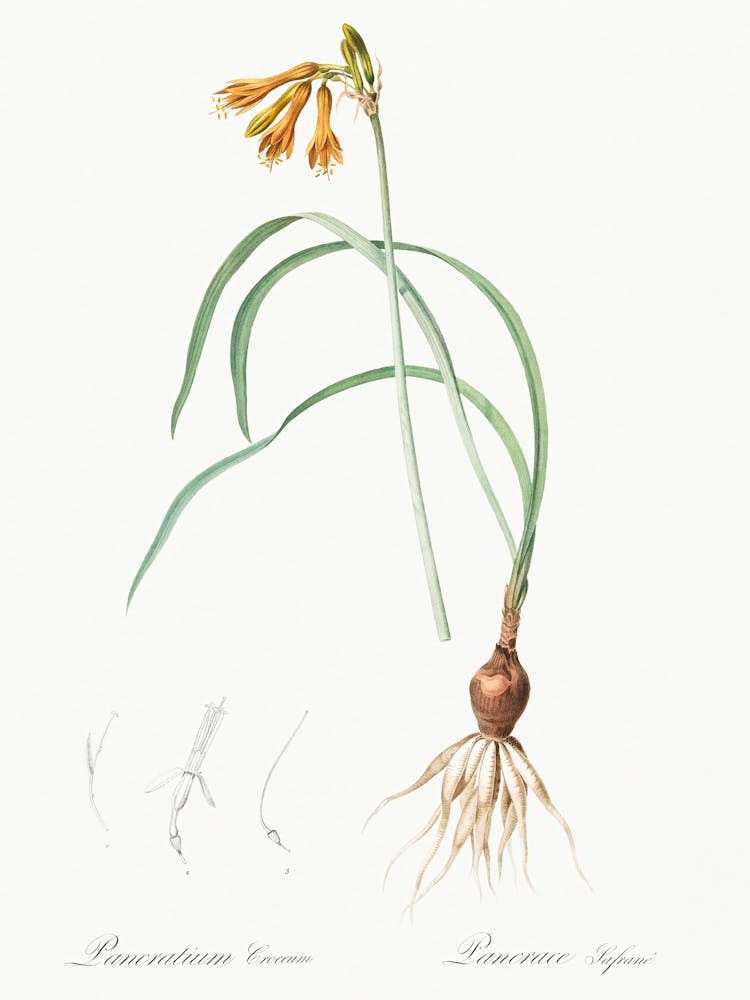 Pancratium Croceum Illustration From Les Liliacées (1805), Pierre Joseph Redoute