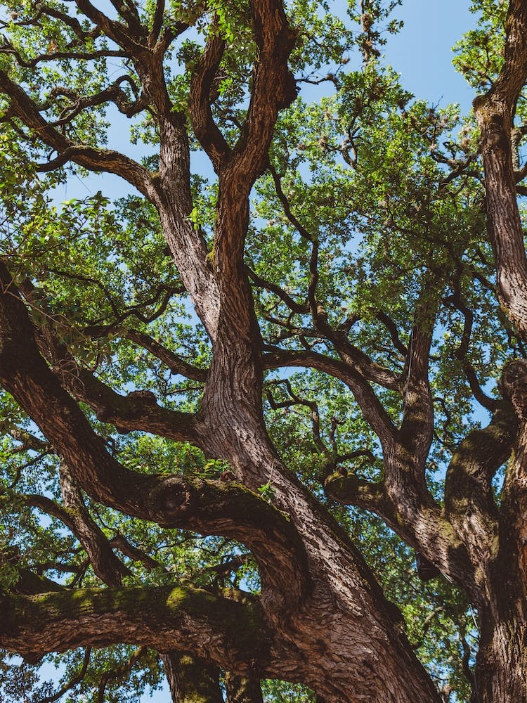 Texas Cottonwood
